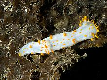 Clown Nudibranch (Triopha catalinae)