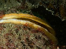 Giant Rock Scallop (Crassadoma gigantea)