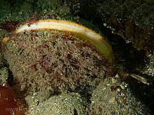 Giant Rock Scallop (Crassadoma gigantea)