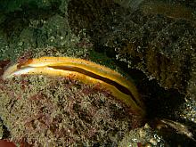 Giant Rock Scallop (Crassadoma gigantea)