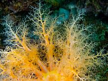 Orange Sea Cucumber (Cucumaria miniata)