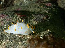 Clown Nudibranch (Triopha catalinae)