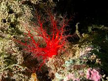 Creeping Pedal Sea Cucumber (Psolus chitonoides)