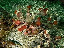 Prickly Pear Seaweed (Opuntiella californica)