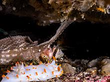 Sailfin Sculpin (Nautichthys oculofasciatus)