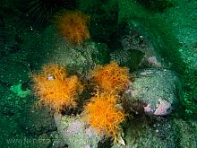 Orange Sea Cucumber