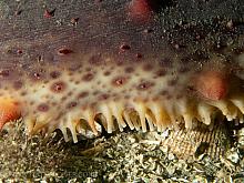 California Sea Cucumber (Parastichopus californicus)