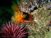 Orange Sea Cucumber (Cucumaria miniata)