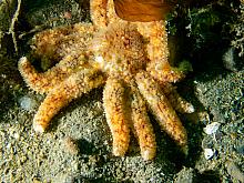 Juvenile Sunflower Star (Pycnopodia helianthoides)