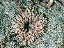 Stubby Rose Anemone (Urticina coriacea)