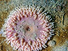 Stubby Rose Anemone (Urticina coriacea)