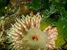 Stubby Rose Anemone (Urticina coriacea)