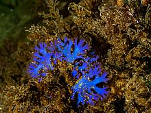 Blue Branching Seaweed (Fauchea laciniata)