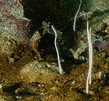 Burrowing Brittle Star (Amphiodia periercta)