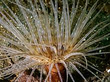 Tube-dwelling Anemone (Pachycerianthus fimbriatus)