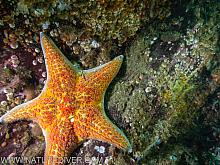 Leather Star