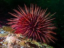 Red Sea Urchin