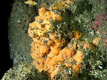 Sponge sp (not sure)