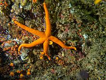 Blood Star (Henricia leviuscula leviuscula)