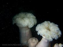 Giant Plumose Anemone (Metridium farcimen)