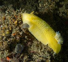 Heath's Dorid (Geitodoris heathi)