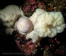 Giant Plumose Anemone (Metridium farcimen)