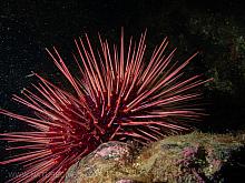 Red Sea Urchin (Strongylocentrotus franciscanus)