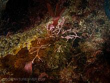 Coral Leaf Seaweed (Bossiella spp)