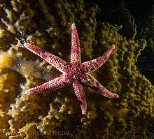 Six-rayed Sea Star