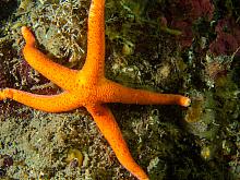 Blood Star (Henricia leviuscula leviuscula)