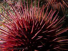 Red Sea Urchin (Strongylocentrotus franciscanus)