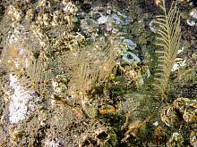 Course Sea Fir Hydroids (Abietinaria spp.)