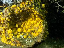 Yellow Boring Sponge (Cliona californiana)