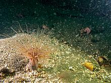 Tube Dwelling Anemone