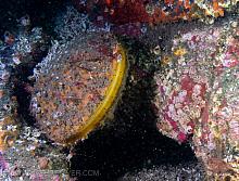 giant rock scallop (Crassadoma gigantea)