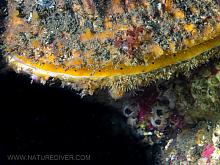 Giant Rock Scallop (Crassadoma gigantea)