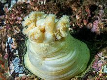 Plumose Anemone  (Metridium senile)