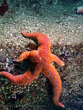 Mottled sea star (Evasterias troschelii)