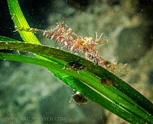 Elegant Coastal Shrimp (Heptacarpus decorus)