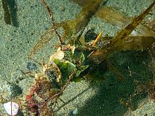 Brown intertidal spaghetti worm (Eupolymnia heterobranchia) casing