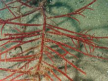 Succulent Seaweed (Sarcodiotheca gaudichaudii)