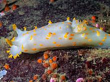 Clown Nudibranch (Triopha catalinae)