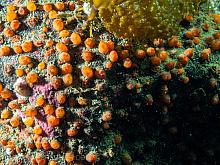 Orange social tunicates (Metandrocarpa dura)