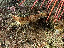 Rough Patch Shrimp (Pandalus stenolepis)