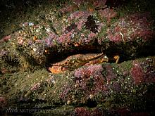 Red Rock Crab (Cancer productus)