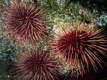 Red Sea Urchin (Strongylocentrotus franciscanus)