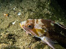 Copper Rockfish (Sebastes caurinus)