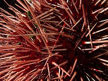 Red Sea Urchin (Strongylocentrotus franciscanus)