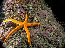 Blood Star (Hendricia leviuscula leviuscula) with Coonstripe Shrimp