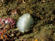 Yellow-Edged Cadlina sp.